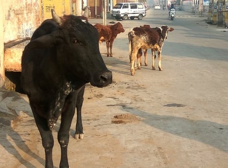 फोटो 17: सोनीपत के गन्नौर शहर में बादशाही रोड पर घूमते बेसहारा गोवंश। संवाद फोटो 17: सोनीपत के गन्नौर शहर में बादशाही रोड पर घूमते बेसहारा गोवंश। संवाद