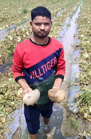 पुवायां के गुटैया क्षेत्र में ब्लाइट बीमारी लगने से सूखी फसल में भर गया बरसात का पानी। संवाद पुवायां के गुटैया क्षेत्र में ब्लाइट बीमारी लगने से सूखी फसल में भर गया बरसात का पानी। संवाद