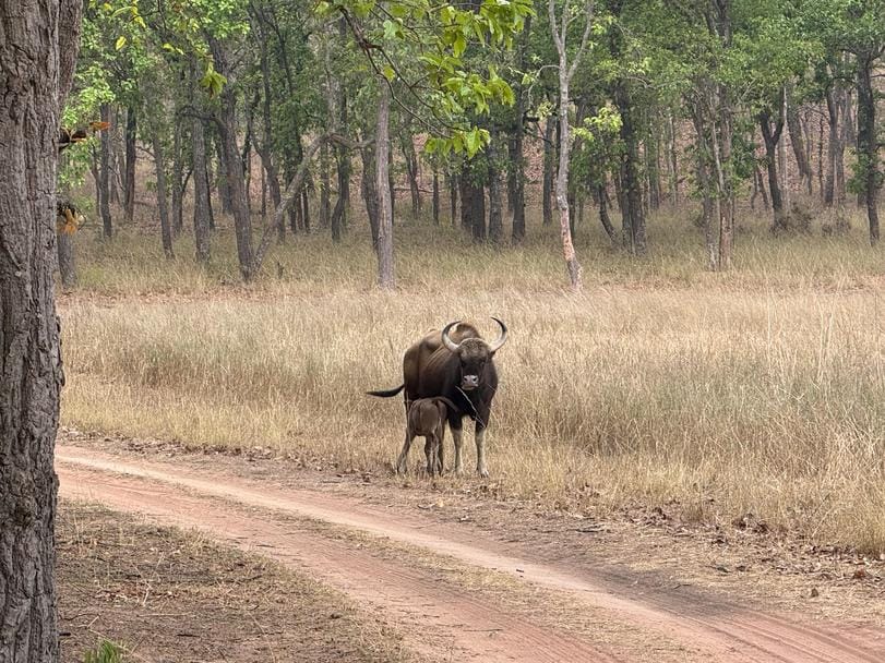 गौर माँ के साथ नन्हे बछडा