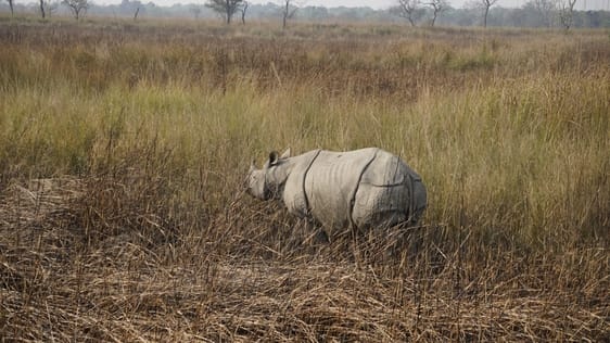 गैंडा पुनर्वासन योजना फेज टू। बेलरायां रेंज,छंगानाला। स्रोत- वन विभाग। गैंडा पुनर्वासन योजना फेज टू। बेलरायां रेंज,छंगानाला। स्रोत- वन विभाग।