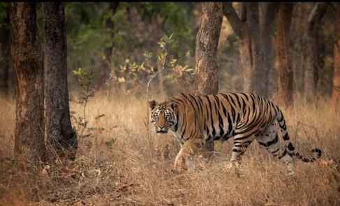 दमोह जिले से होकर गुजरने वाला जंगली क्षेत्र