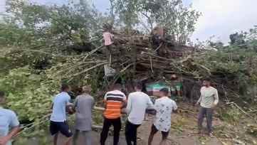 नगरोटा बगवां के खावां में ट्रक पर गिरा पीपल का पेड़। -स्रोत: जागरूक पाठक