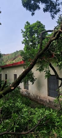 नगरोटा बगवां के खावां में ट्रक पर गिरा पीपल का पेड़। -स्रोत: जागरूक पाठक