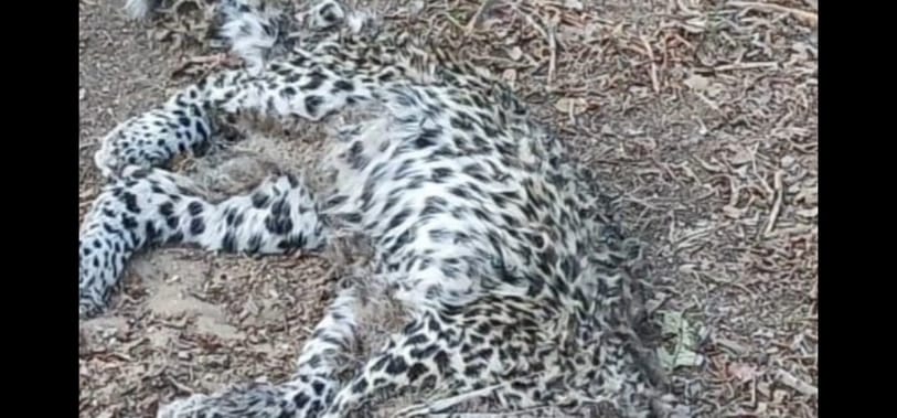 PTR में तेंदुए और भालू की मौत अज्ञात बीमारी की आशंका..