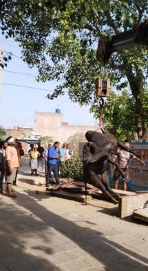फोटो संख्या:75- मसानी चोक के पास नाले में फंसा नंदी---स्रोत- गोरक्षा टीम फोटो संख्या:75- मसानी चोक के पास नाले में फंसा नंदी---स्रोत- गोरक्षा टीम