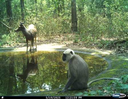 कलेसर जंगल में विचरण करता हिरण। कलेसर जंगल में विचरण करता हिरण।