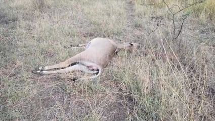 नीलगाय की हुई मौत