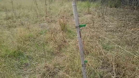 नीलगाय की हुई मौत