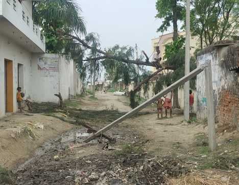 मझगईं क्षेत्र में आंधी तूफान से गिरी केले की फसल। संवाद मझगईं क्षेत्र में आंधी तूफान से गिरी केले की फसल। संवाद