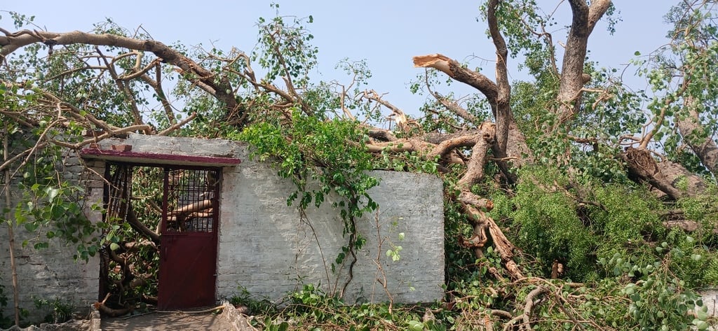पलिया-भीरा मार्ग पर गिरे पेड़ से बाधित हुआ यातायात। संवाद पलिया-भीरा मार्ग पर गिरे पेड़ से बाधित हुआ यातायात। संवाद