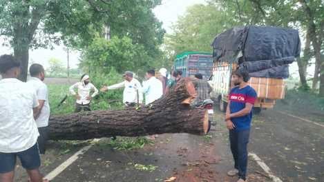 पलिया-भीरा मार्ग पर गिरे पेड़ से बाधित हुआ यातायात। संवाद पलिया-भीरा मार्ग पर गिरे पेड़ से बाधित हुआ यातायात। संवाद
