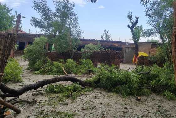पलिया-भीरा मार्ग पर गिरे पेड़ से बाधित हुआ यातायात। संवाद पलिया-भीरा मार्ग पर गिरे पेड़ से बाधित हुआ यातायात। संवाद