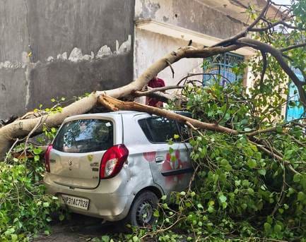 पलिया-भीरा मार्ग पर गिरे पेड़ से बाधित हुआ यातायात। संवाद पलिया-भीरा मार्ग पर गिरे पेड़ से बाधित हुआ यातायात। संवाद
