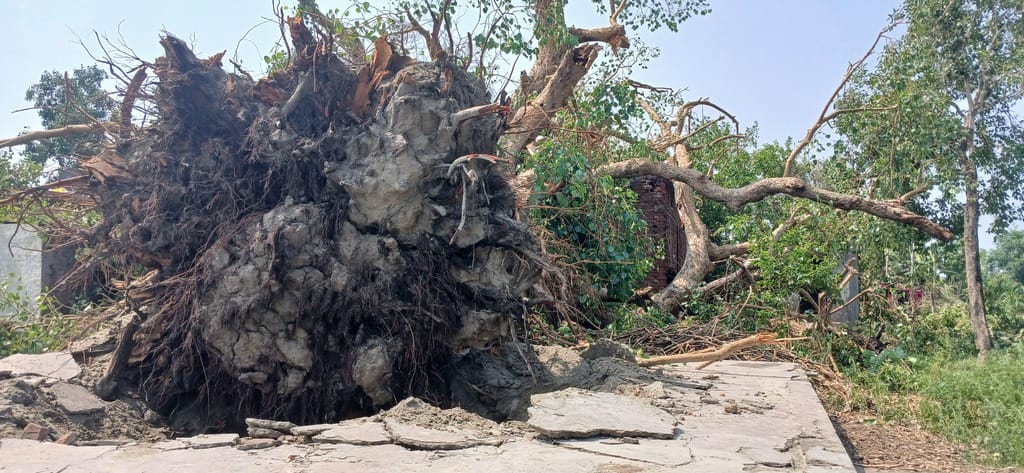 पलिया-भीरा मार्ग पर गिरे पेड़ से बाधित हुआ यातायात। संवाद पलिया-भीरा मार्ग पर गिरे पेड़ से बाधित हुआ यातायात। संवाद
