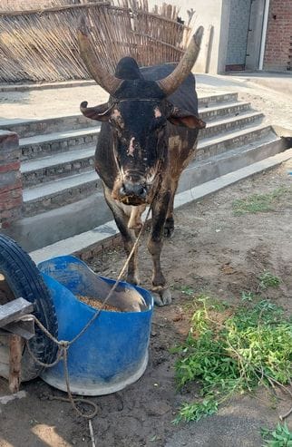 जरीफनगर के गांव सोन बूढ़ी में आग से जली घर में रखी लहसुन की फसल। संवाद
