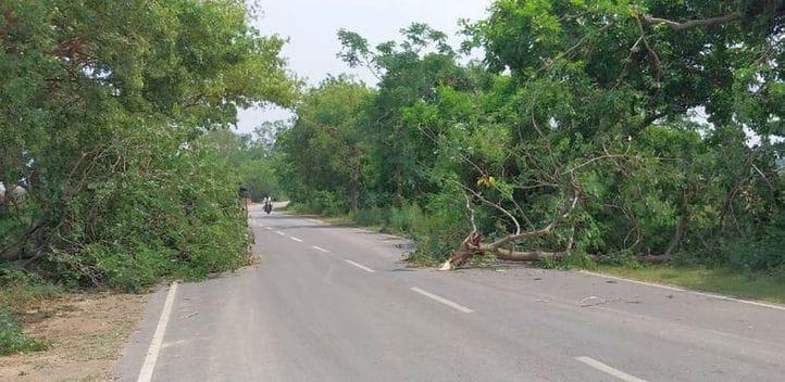 दहगवां के ग्राम पड़रिया में आंधी से गिरा पेड़। संवाद दहगवां के ग्राम पड़रिया में आंधी से गिरा पेड़। संवाद