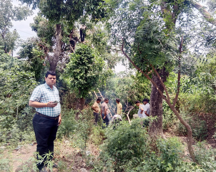 दहगवां के ग्राम पड़रिया में आंधी से गिरा पेड़। संवाद दहगवां के ग्राम पड़रिया में आंधी से गिरा पेड़। संवाद