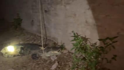 चित्तौड़गढ़ जिले के बेगूं उपखंड क्षेत्र में दिखाई दिया मगरमच्छ। चित्तौड़गढ़ जिले के बेगूं उपखंड क्षेत्र में दिखाई दिया मगरमच्छ।