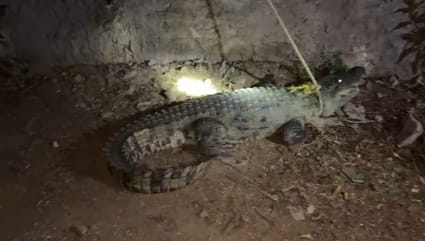 चित्तौड़गढ़ जिले के बेगूं उपखंड क्षेत्र में दिखाई दिया मगरमच्छ। चित्तौड़गढ़ जिले के बेगूं उपखंड क्षेत्र में दिखाई दिया मगरमच्छ।