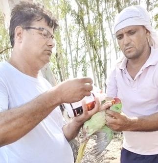 25जेएनडी42: मरे हुए तोतों को दिखाते हुए ग्रामीण। संवाद 25जेएनडी42: मरे हुए तोतों को दिखाते हुए ग्रामीण। संवाद
