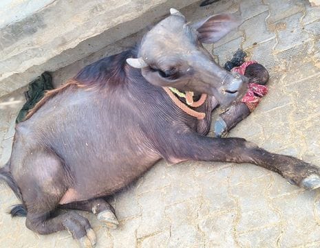 02जेएनडी32-गांव गांगोली में गिरी हुई छत को दिखाती मुकेश। संवाद