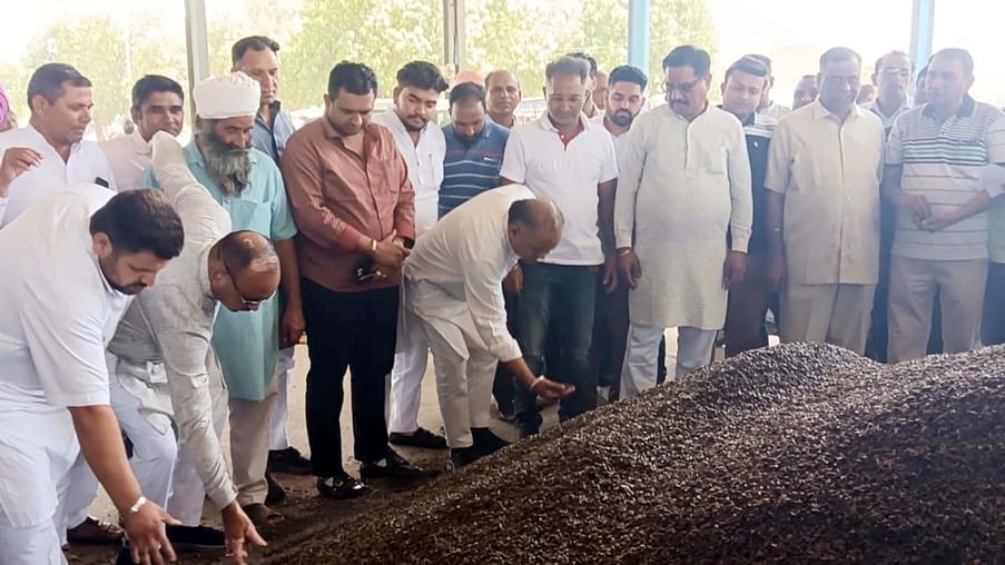 इस्माईलाबाद। अनाजमंडी में सूरजमुखी की गुणवता जांचते हुए खरीद एजेंसी के अधिकारी व मौजूद किसान ए इस्माईलाबाद। अनाजमंडी में सूरजमुखी की गुणवता जांचते हुए खरीद एजेंसी के अधिकारी व मौजूद किसान ए