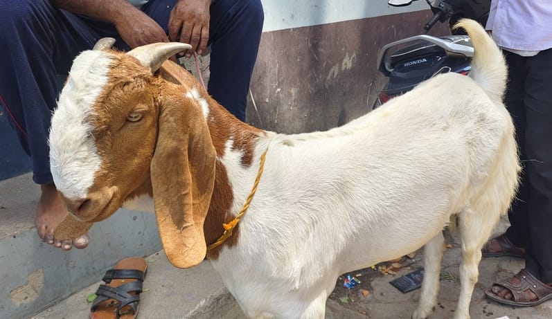 बाजार में बकरीद के लिए बिकने आए कालू और लालू नाम के बकरे। संवाद