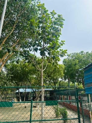 फोटो 26: सोनीपत पुलिस लाइन परिसर में 15 अगस्त 2019 को तत्कालीन मुख्यमंत्री मनोहर लाल पौधरोपण कर फोटो 26: सोनीपत पुलिस लाइन परिसर में 15 अगस्त 2019 को तत्कालीन मुख्यमंत्री मनोहर लाल पौधरोपण कर