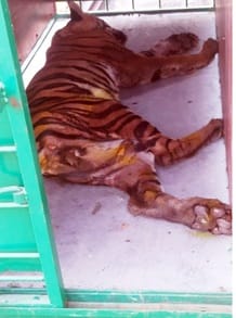 भोपाल वन विभाग की टीम ने घायल टाइगर को रेस्क्यू कर बाहर निकाला