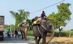 खेत में मिले बाघिन के पगचिह्न। स्रोत विभाग खेत में मिले बाघिन के पगचिह्न। स्रोत विभाग