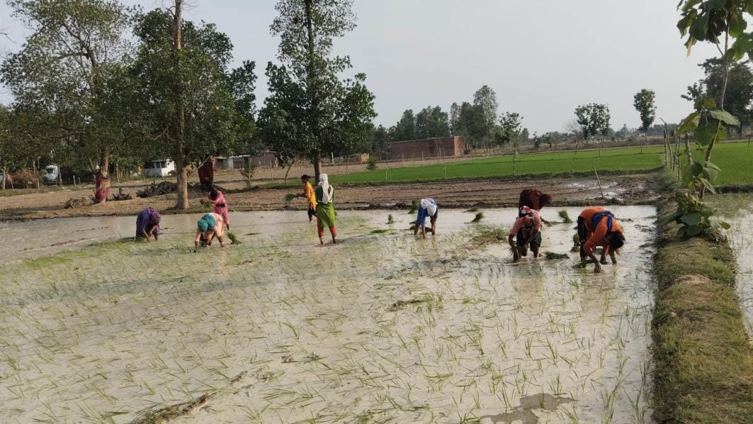 बहराइच में भोर से हुई बारिश के दौरान पानी में करंट उतरने से हुई मवेशी की मौत। बहराइच में भोर से हुई बारिश के दौरान पानी में करंट उतरने से हुई मवेशी की मौत।