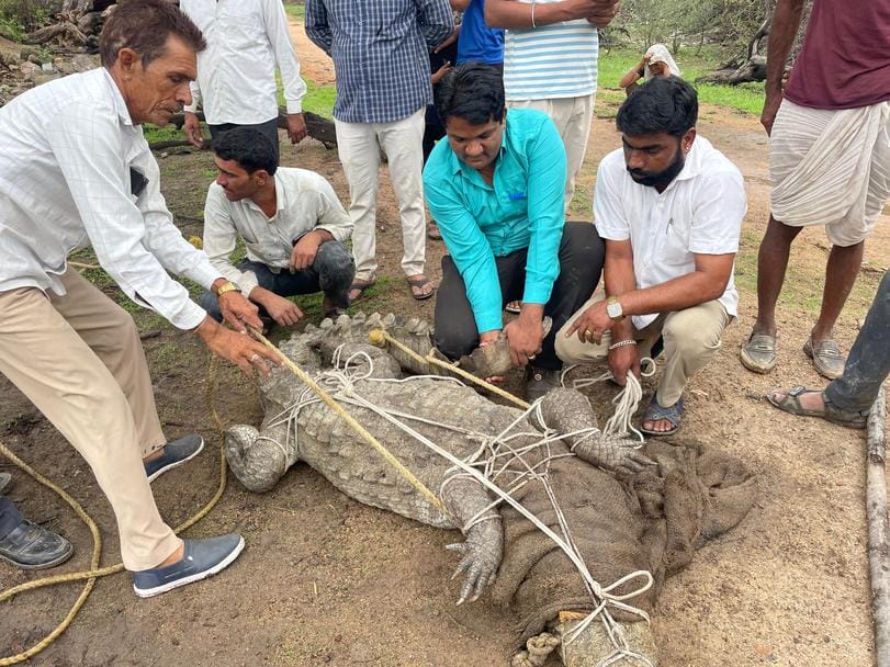 चित्तौड़गढ़ जिले के गंगरार तहसील क्षेत्र में रेस्क्यू किया मगरमच्छ।