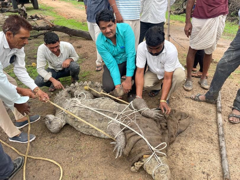 चित्तौड़गढ़ जिले के गंगरार तहसील क्षेत्र में रेस्क्यू किया मगरमच्छ।