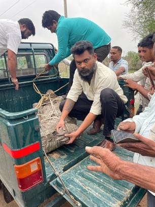 चित्तौड़गढ़ जिले के गंगरार तहसील क्षेत्र में रेस्क्यू किया मगरमच्छ।
