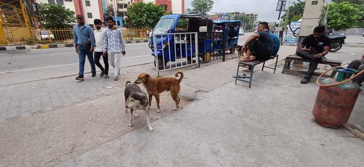 अंबाला छावनी में सनातन धर्म स्कूल के पास गंदगी के पास खड़े बेसहारा गोवंश। संवाद अंबाला छावनी में सनातन धर्म स्कूल के पास गंदगी के पास खड़े बेसहारा गोवंश। संवाद