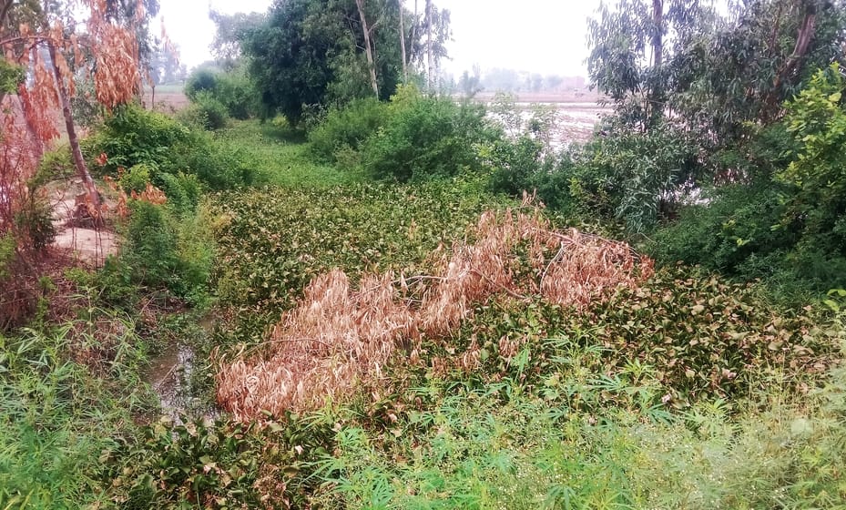प्रदुमन यादव प्रदुमन यादव