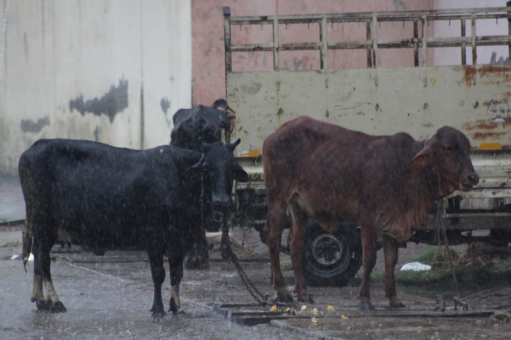 10.. ... नई अनाज मंडी में बारिश के पानी में पड़ी मक्का। संवाद 10.. ... नई अनाज मंडी में बारिश के पानी में पड़ी मक्का। संवाद