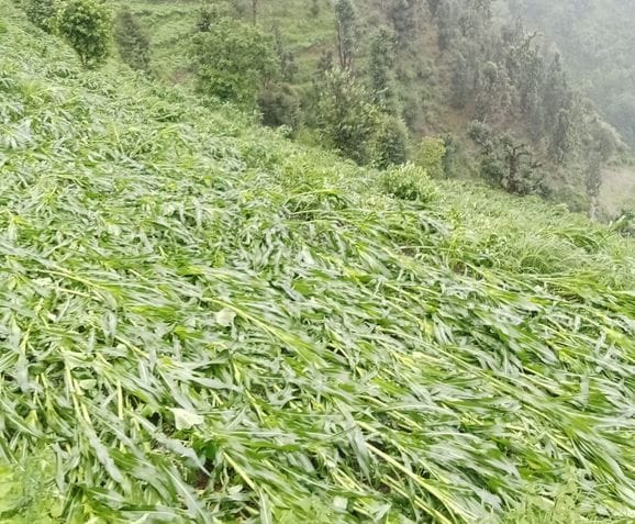 चंबा में चुराह के रैला में भरी बारिश के कारण खेतों में बिछी मक्की की फसल।स्रोत जागरूक पाठक चंबा में चुराह के रैला में भरी बारिश के कारण खेतों में बिछी मक्की की फसल।स्रोत जागरूक पाठक