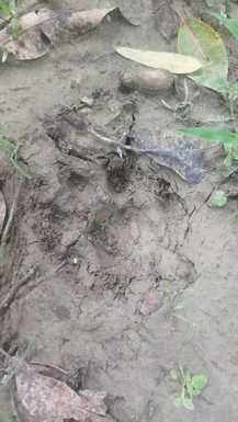 मझगईं के लोहरा वीरान में मिलेबाघ के पगचिन्ह। स्त्रोत ग्रामीण मझगईं के लोहरा वीरान में मिलेबाघ के पगचिन्ह। स्त्रोत ग्रामीण