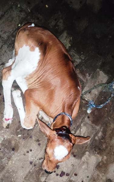 बरौंछा नाला क्षेत्र में बाघ की खोज में जुटी वन कर्मियों की टीम। संवाद। बरौंछा नाला क्षेत्र में बाघ की खोज में जुटी वन कर्मियों की टीम। संवाद।