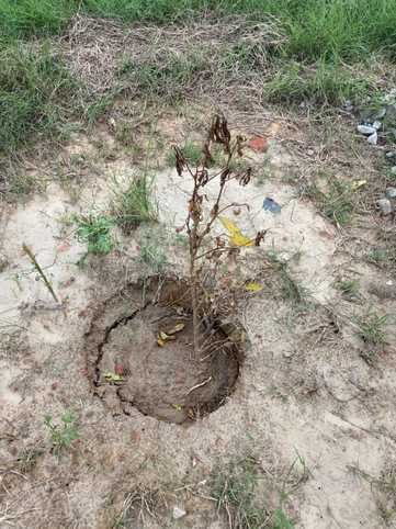 जिला अस्पताल में सूखा पौधा ।संवाद जिला अस्पताल में सूखा पौधा ।संवाद