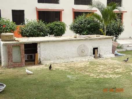 कारागार परिसर में मौजूद बतख। स्रोत : जेल प्रशासन