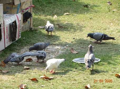 कारागार परिसर में मौजूद बतख। स्रोत : जेल प्रशासन