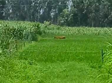 बाघ की चहलकदमी देखे जाने के बाद हाईवे पर निगरानी करते वन विभाग की टीमें। संवाद