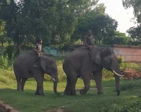 बाघ की चहलकदमी देखे जाने के बाद हाईवे पर निगरानी करते वन विभाग की टीमें। संवाद