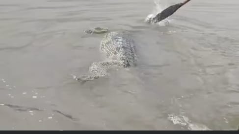 झूंसी की ओर बाढ़ में देखा गया मगरमच्छ, तो मछुआरों।में मची खलबली झूंसी की ओर बाढ़ में देखा गया मगरमच्छ, तो मछुआरों।में मची खलबली