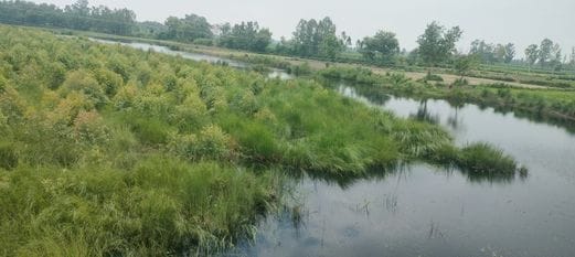 दबतोरी क्षेत्र में अरिल नदी के नीचे उगी घास।संवाद दबतोरी क्षेत्र में अरिल नदी के नीचे उगी घास।संवाद