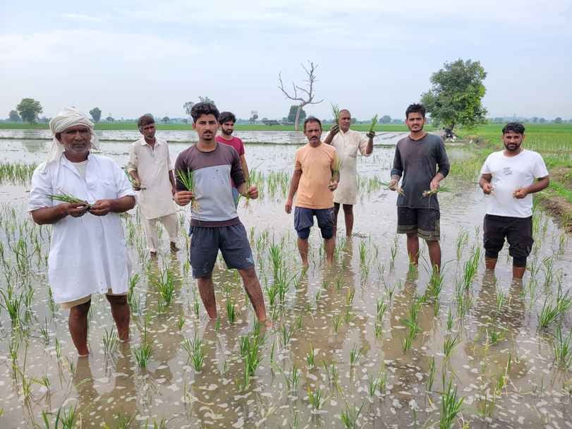 18जेएनडी17-ट्रैक्टर से खेत में लगाई फ सल को बहाते हुए किसान। संवाद