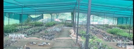 जाच्छ स्तिथ क्षेत्रीय बागबानी व अनुसंधान केंद्र में तैयार किए औषधि पौधे। स्रोत : विभाग जाच्छ स्तिथ क्षेत्रीय बागबानी व अनुसंधान केंद्र में तैयार किए औषधि पौधे। स्रोत : विभाग