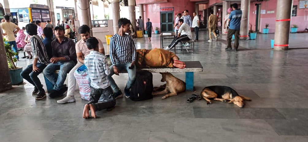 अंबाला छावनी के उपमंडल भवन में आधार सेंटर के पास बैठे कुत्ते। संवाद